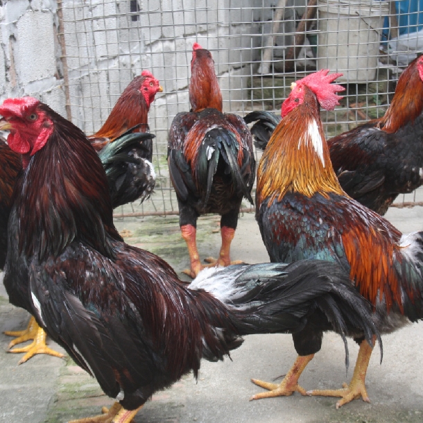 Phương pháp lai tạo gà giống