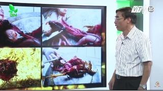 Video hướng dẫn biện pháp phòng và trị bệnh tụ huyết trùng