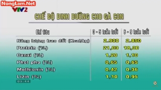 Video kỹ thuật nuôi Gà lai Ai Cập đẻ trứng