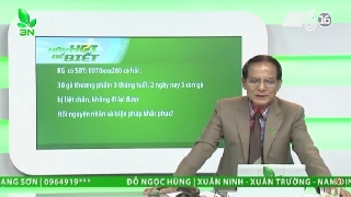 Video chữa bệnh tụ cầu khuẩn cho gà