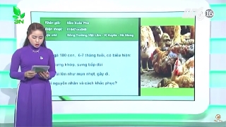 Video điều trị cho gà bị bệnh Gumboro và nhiễm khuẩn kế phát 