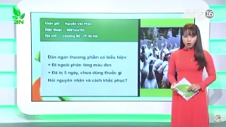 Video vịt bị bệnh tụ huyết trùng thể cấp tính