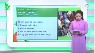 Video dùng thuốc để hỗ trợ cho buồng trứng gà phát triển