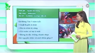 Video khi gà đông tảo bị giun mắt và nhiễm khuẩn kế phát thì nên chữa ra sao?
