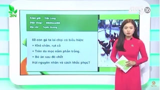 Video trị bệnh nấm mào đầu và da do nấm gây ra cho gà