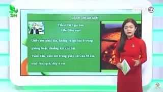 Video hướng dẫn cách úm gà con
