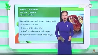 Video cách xử lý khi gà ủ rũ, đi ngoài phân trắng