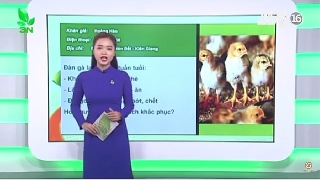 Video gà khô chân, ủ rũ thì trị bệnh như thế nào 