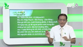 Video trị bệnh đầy hơi chướng diều cho gà