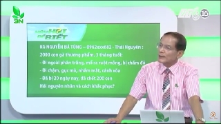 Video khắc phục gà bị viêm ruột