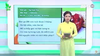 Video điều trị gà mắc bệnh do đơn bào ký sinh trong máu