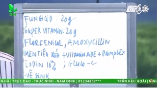 Video khắc phục khi gà bị nấm phổi 