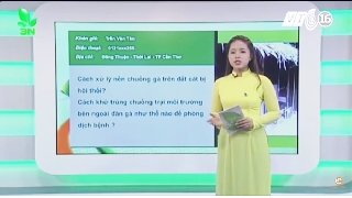 Video cách khử trùng chuồng gà cho hiệu quả cao nhất