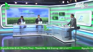 Video lợn con mắc bệnh tai xanh ghép phó thương hàn 