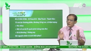 Video khắc phục cho lợn bị thiếu nguyên tố vi lượng và thiếu khoáng 