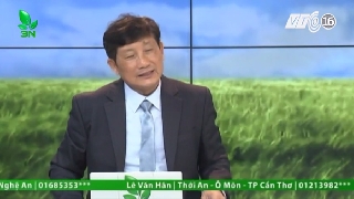 Video lợn bị bệnh suyễn ghép viêm phổi màng phổi 