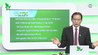 Video chữa trị cho gà bị viêm mắt và tụ huyết trùng 